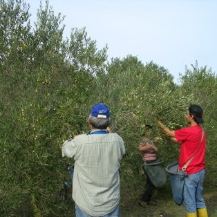 raccolta olive azienda agricola