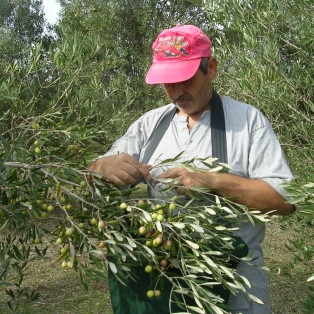 raccolta olive azienda agricola